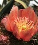 Image result for Cacti with Flowers Images