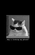 Image result for Four Cats Meme