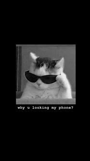 Image result for Cat Phone Meme