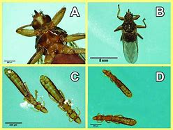 Image result for Ectoparasitos
