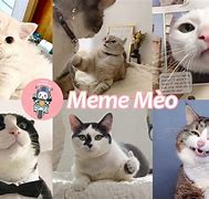 Image result for Meo Meme Pixel