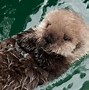 Image result for Cute Sea Otter Babies