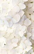 Image result for iOS White Flower Wallpaper