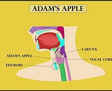Image result for What Does an Adam's Apple Look Like