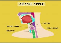 Image result for What Is a Adams Apple