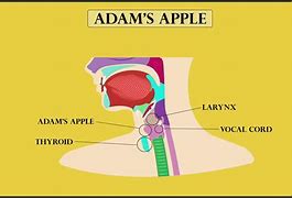 Image result for Inside Adams Apple