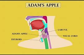 Image result for Man's Adams Apple