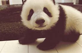 Image result for Cute Hello Panda Animated
