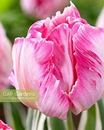 Image result for Tulipa Elsenburg