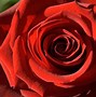 Image result for Victorian Red Rose Wallpaper