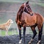 Image result for Ancient Horse Breeds