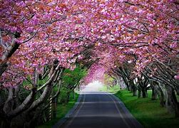 Image result for pink cherry blossom wallpaper