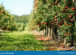 Image result for Beautiful Apple Orchard