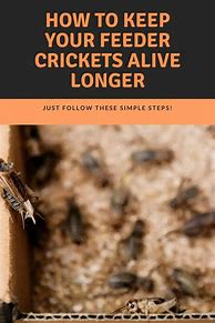 Image result for Feeder Crickets