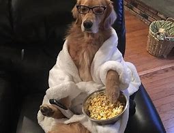Image result for Goldin Dog Funy HD