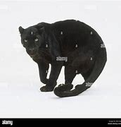 Image result for Panther Side View Stock-Photo