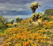 Image result for Desert Cactus Plants Arizona