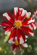 Image result for Dahlia Windmill