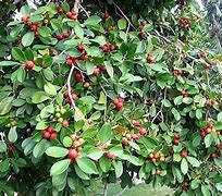 Image result for Cherry Guava Tree