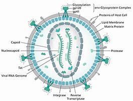 Image result for Human Papillomavirus Diagram