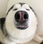 Image result for Funny Husky Puppies