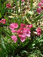 Image result for Allium oreophilum