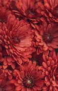 Image result for Flower Wallpaper iPhone