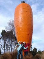 Image result for Largest Potato Ever