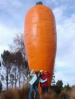 Image result for Largest Carrot