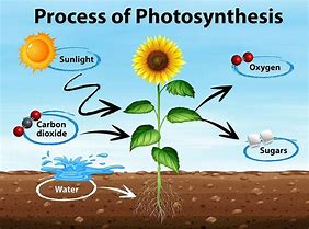 Image result for photosynthetic produce plant