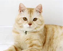 Image result for Persian Cat Colors