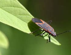 Image result for Cricket Bug