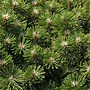 Billedresultat for Pinus mugo Miniglobus
