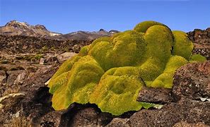 Image result for Azorella speciosa