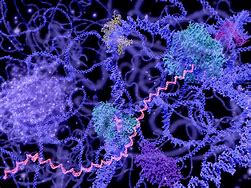 Image result for 4C and 5C Chromatin