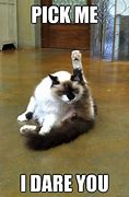 Image result for Pick Your Cat Meme