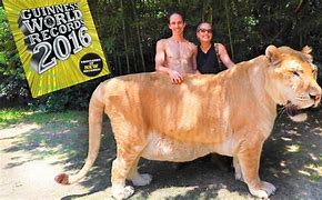 Image result for Biggest Cat in the World Lion or Tiger