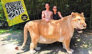 Image result for Show Me a Picture of the Biggest Cat in the World