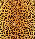 Image result for Cheetah Print Background Clip Art