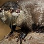 Image result for Many Otters
