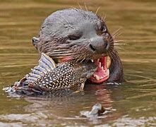Image result for River Otter Photos