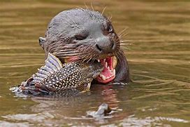 Image result for Otter Bowman