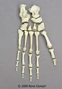 Image result for Arch in Chimpanzee Foot