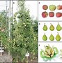 Image result for Spraying in High Fruit Tree