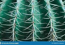 Image result for Desert Barrel Cactus
