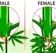 Image result for Cannabis Seeds Male or Female
