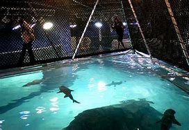 Image result for Aquarium Gate