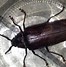 Image result for Beetle Bug Identification