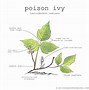 Image result for 3 Leaf Plants Not Poison Ivy