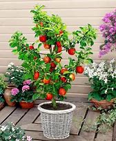 Image result for Looking After a Potted Small Apple Tree